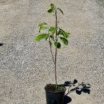 Ásimina trojlaločná - Banán severu PAW PAW (Asimina triloba) ´REBECCA´ - výška 60-80 cm, kont. C3L